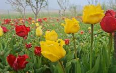 پانار | پارس ساختار | مزرعه گل‌های لاله و نرگس