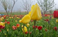 پانار | پارس ساختار | مزرعه گل‌های لاله و نرگس