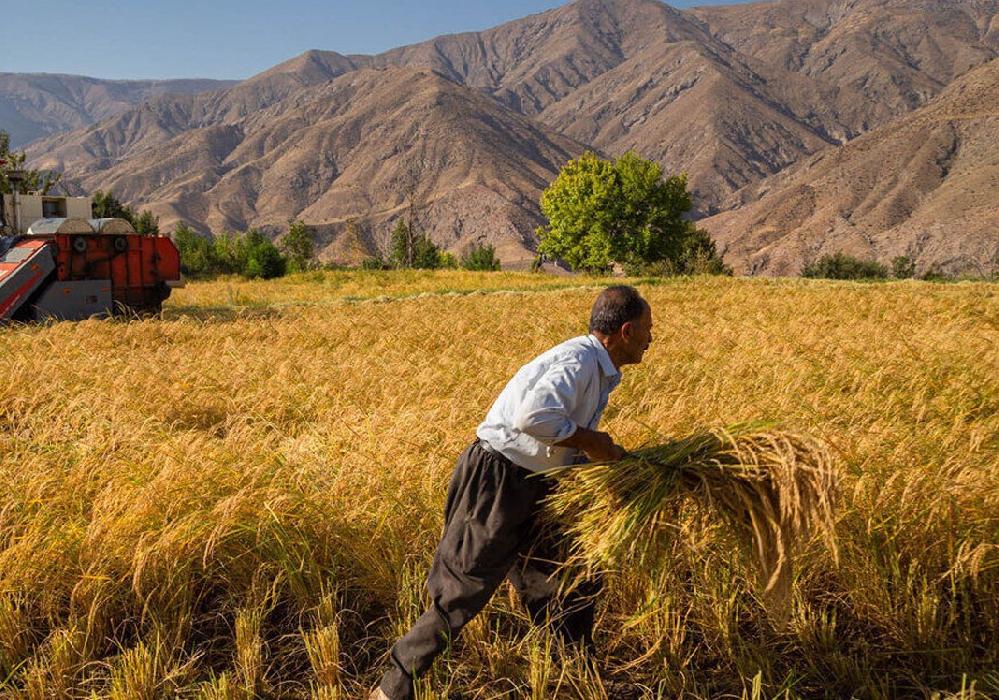 تبریز اول | پایگاه اطلاع رسانی تبریز اول | پیش بینی تولید ۶۰۰ هزار تن گندم در آذربایجان شرقی
