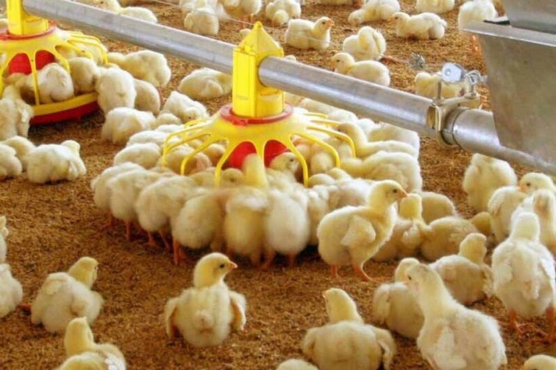 تبریز اول | پایگاه اطلاع رسانی تبریز اول | جوجه ریزی برای تولید گوشت مرغ در آذربایجان شرقی ۳۹ درصد افزایش دارد