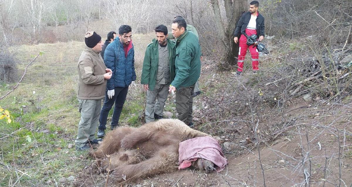 تبریز اول | پایگاه اطلاع رسانی تبریز اول | نجات خرس قهوه‌ای از تله شکارچیان در خداآفرین