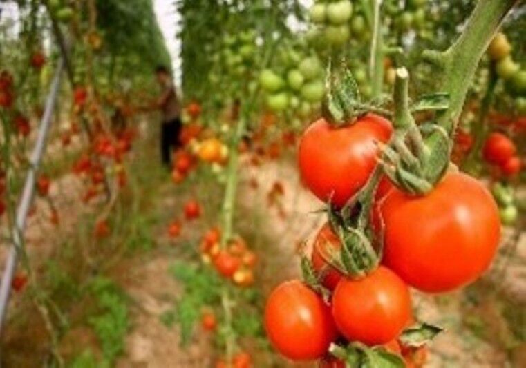 تبریز اول | پایگاه اطلاع رسانی تبریز اول | افزایش ۴۶ درصدی صادرات محصولات کشاورزی از آذربایجان‌شرقی